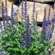 Salvia nemorosa 'Ostfriesland' – Nahaufnahme.