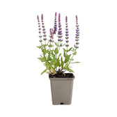 Salvia nemorosa 'Ostfriesland' – Nahaufnahme.