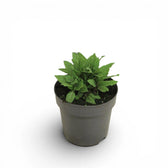 Salvia nemorosa 'Ostfriesland' – Detailaufnahme der Pflanze.