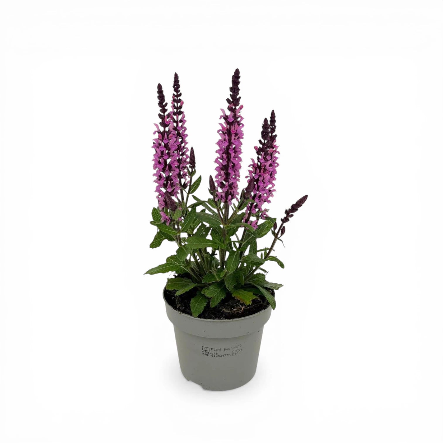 Salvia nemorosa 'Sensation Deep Rose' – Detailaufnahme.