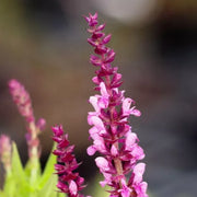 Salvia nemorosa 'Sensation Deep Rose' – Nahaufnahme.