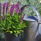 Salvia nemorosa 'Sensation Deep Rose' – Detailaufnahme der Pflanze.