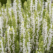 Salvia nemorosa 'Sensation White' – Detailaufnahme.