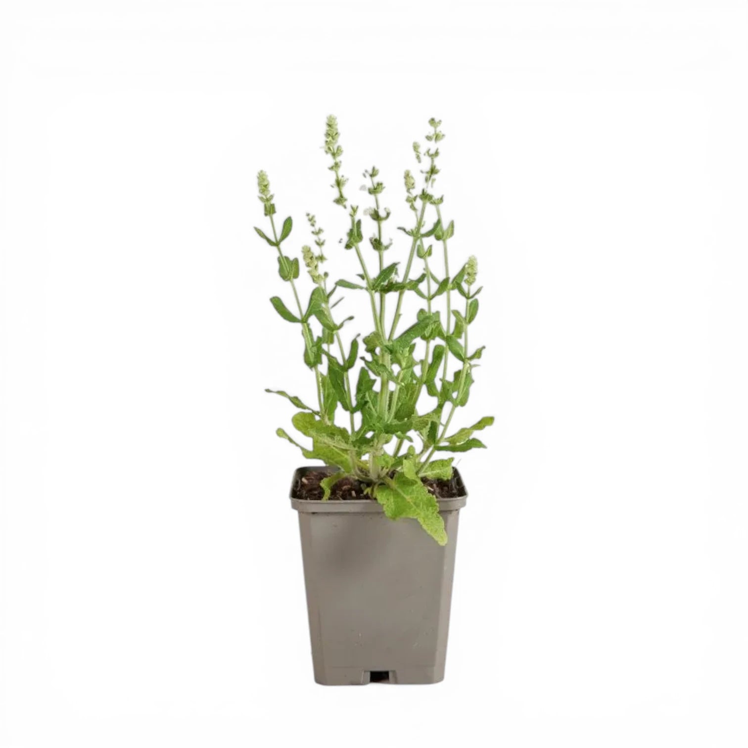 Salvia nemorosa 'Sensation White' – im Baumschultopf.