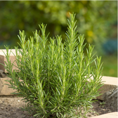 Salvia rosmarinus (Rosmarinus officinalis) – Detailaufnahme.
