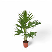 Saribus rotundifolius – Zimmerpflanze im Kulturtopf auf weißem Hintergrund, Produktfoto 4.