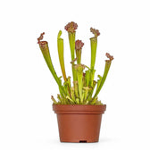 Sarracenia 'Juthatip Soper' – Zimmerpflanze im Kulturtopf auf weißem Hintergrund, Produktfoto 3.