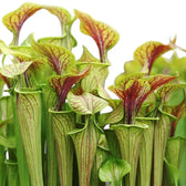 Sarracenia 'Juthatip Soper' – Zimmerpflanze im Kulturtopf auf weißem Hintergrund, Produktfoto 4.