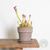 Sarracenia 'Juthatip Soper' – Zimmerpflanze im Kulturtopf auf weißem Hintergrund, Produktfoto 5.