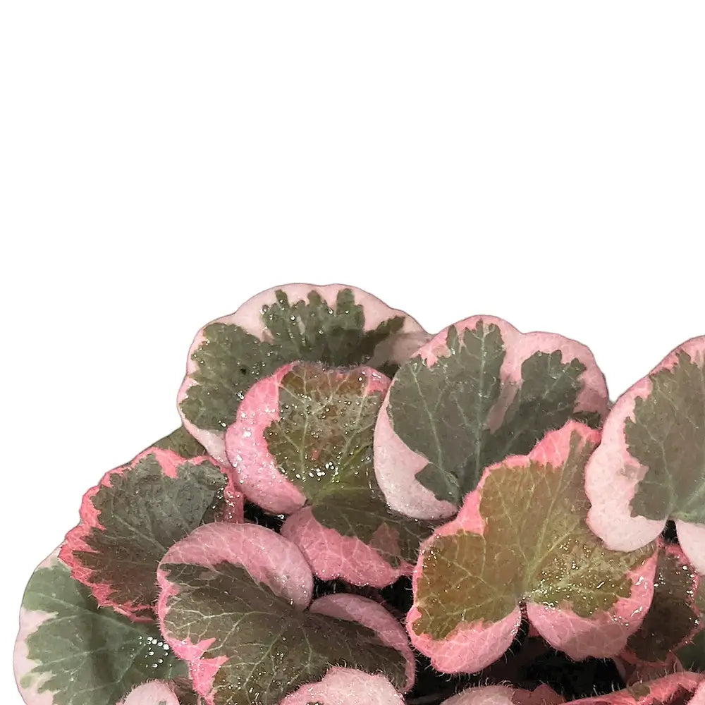 Nahaufnahme von Saxifraga stolonifera variegata ('Strawberry Begonia') vor weißem Hintergrund.