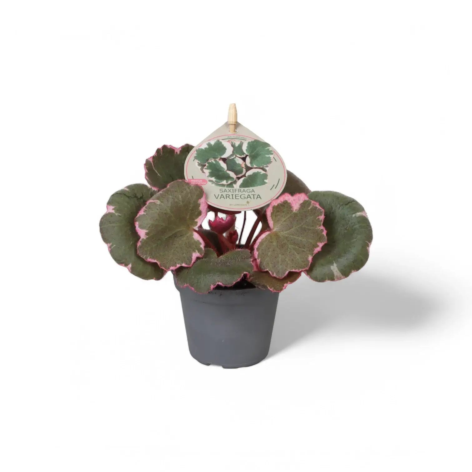 Saxifraga stolonifera variegata ('Strawberry Begonia') potted plant in nursery pot on white background.