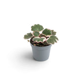Baby Saxifraga stolonifera ‘Variegata’ with pink-edged leaves in a grey pot