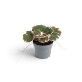 Potted Saxifraga stolonifera ‘Variegata’ with slender trailing runners