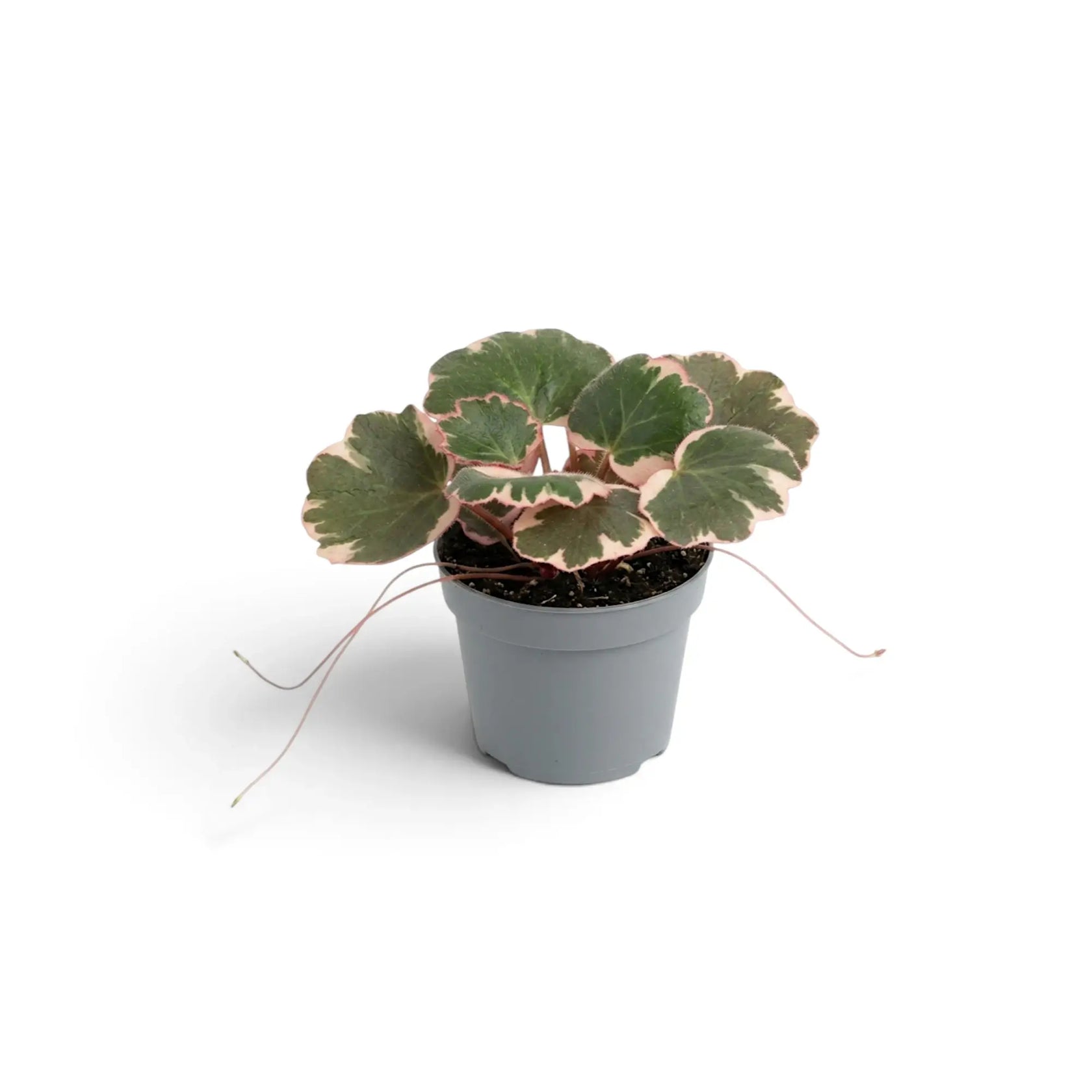 Potted Saxifraga stolonifera ‘Variegata’ with slender trailing runners