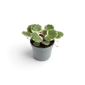 Baby Saxifraga stolonifera ‘Variegata’ viewed from above