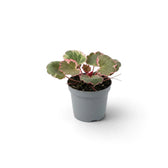 Compact Saxifraga stolonifera ‘Variegata’ with cream-and-pink leaf margins