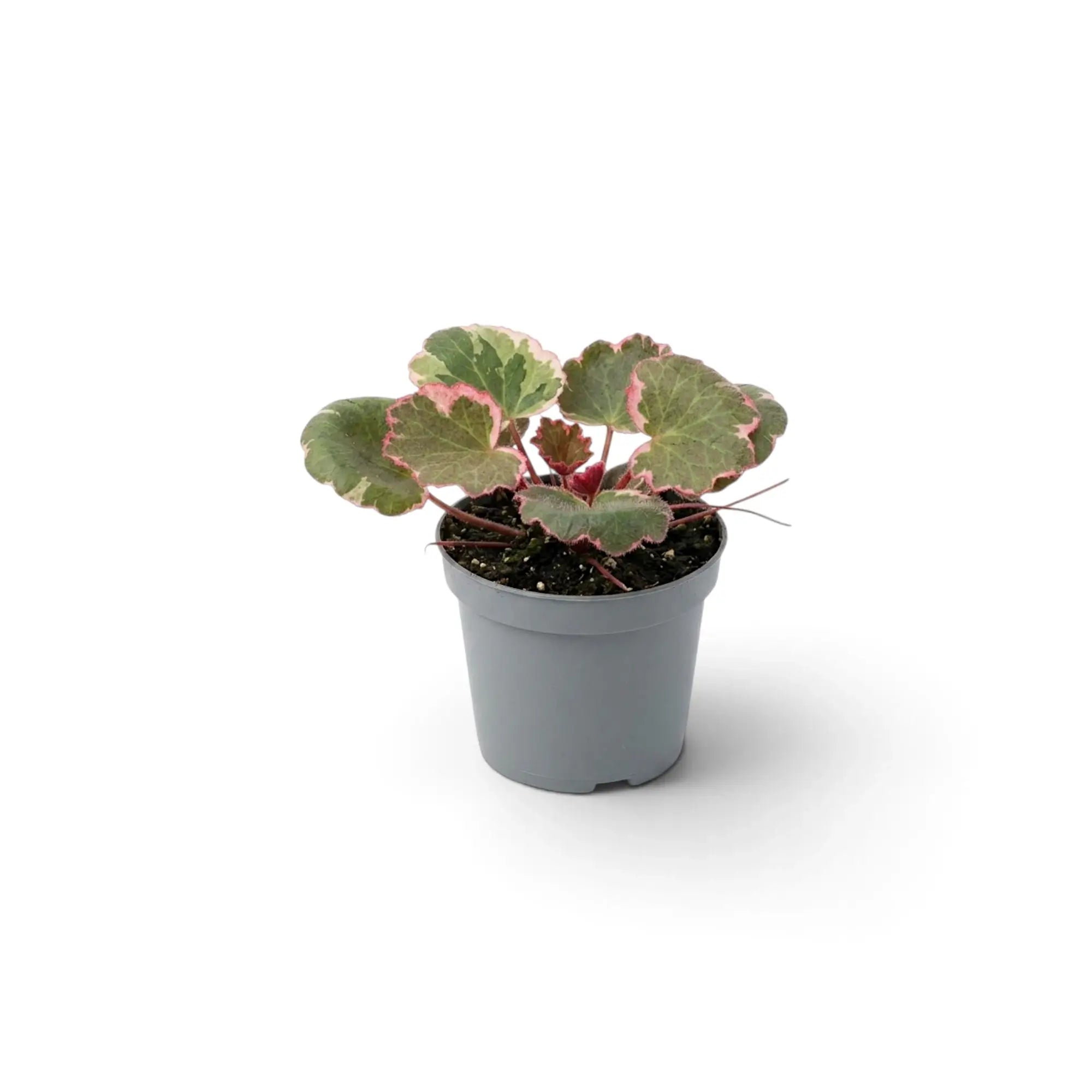 Compact Saxifraga stolonifera ‘Variegata’ with cream-and-pink leaf margins