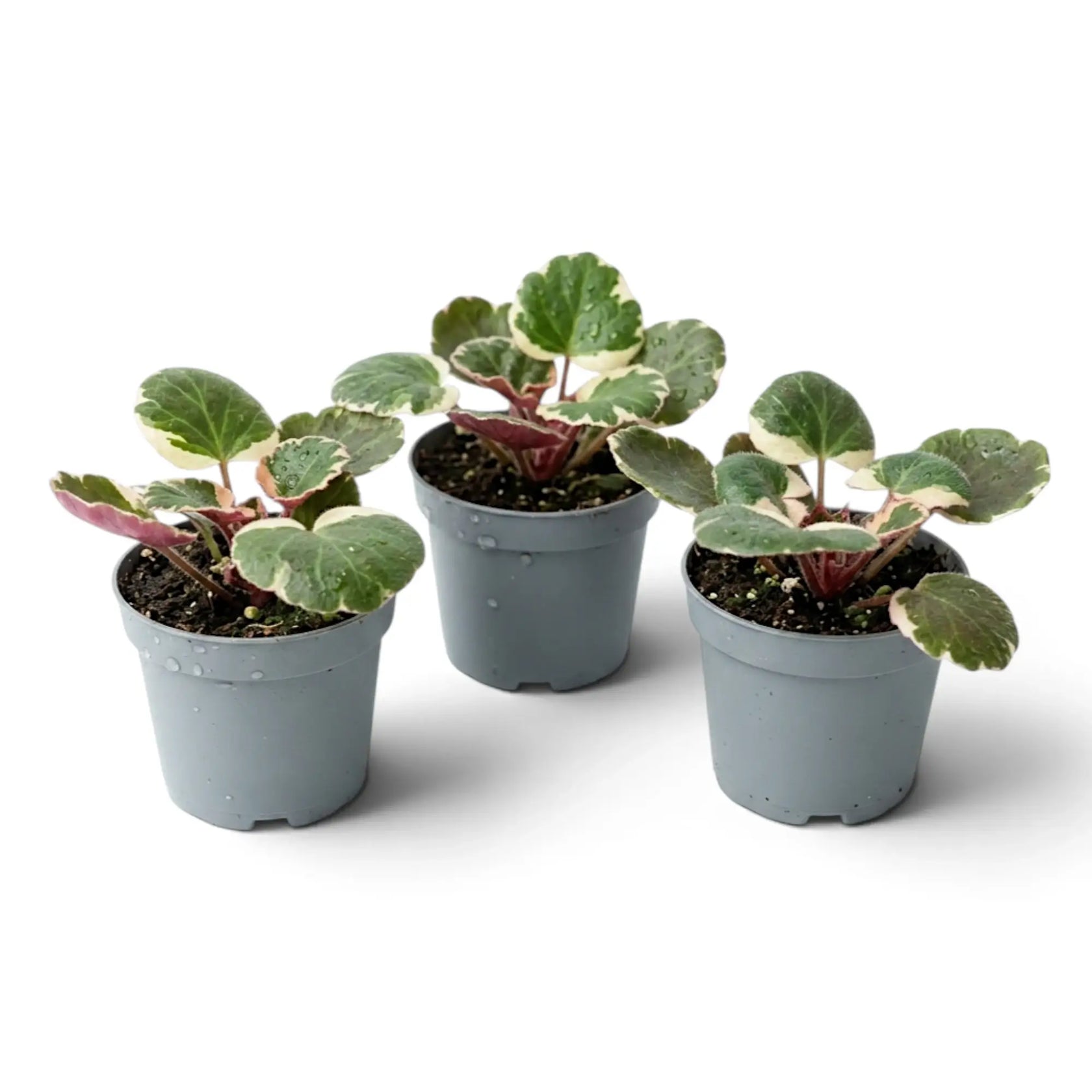 Three baby Saxifraga stolonifera ‘Variegata’ plants, angled group view