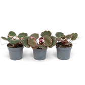 Three baby Saxifraga stolonifera ‘Variegata’ plants in grey nursery pots