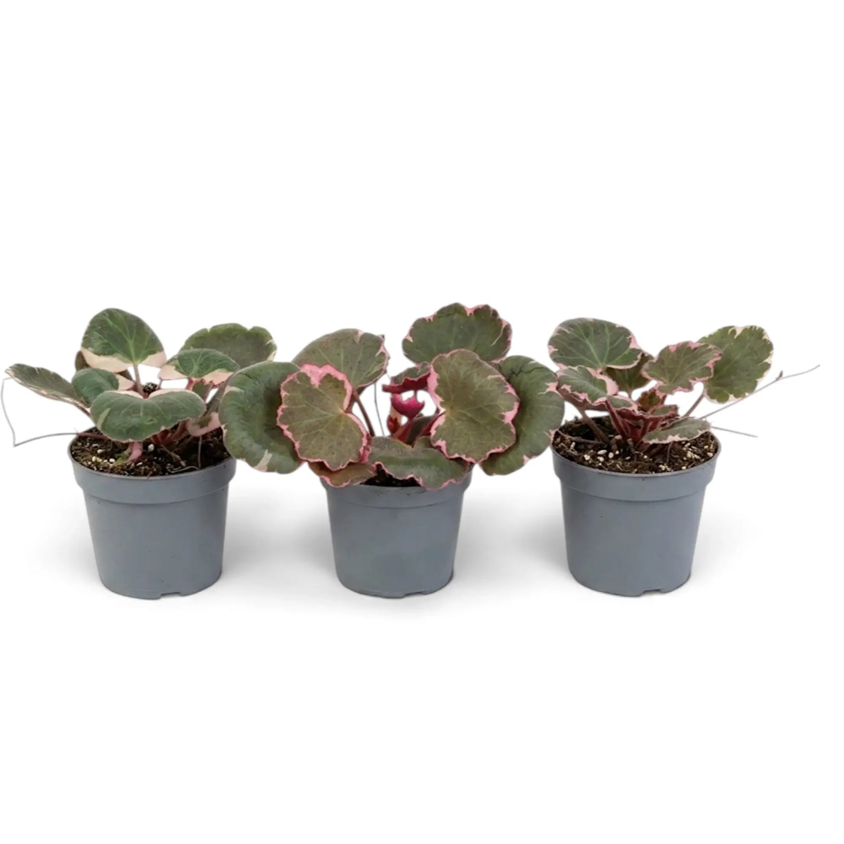 Three baby Saxifraga stolonifera ‘Variegata’ plants in grey nursery pots