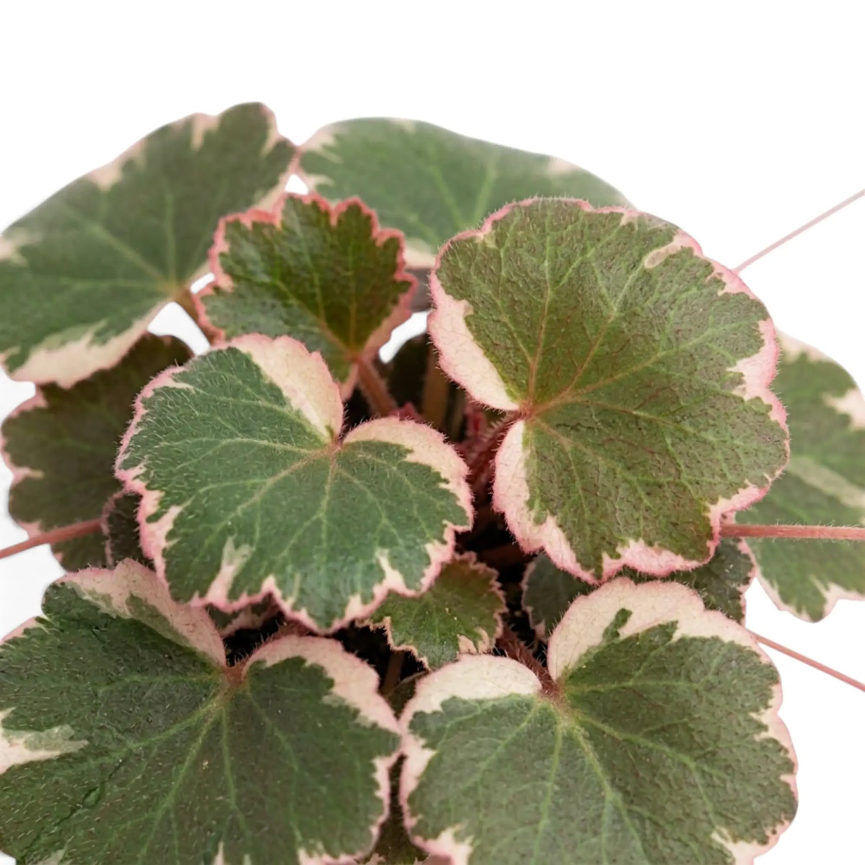 Top close-up of rounded Saxifraga stolonifera ‘Variegata’ foliage