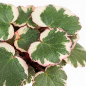 Detailed view of green Saxifraga leaves edged in cream and pink