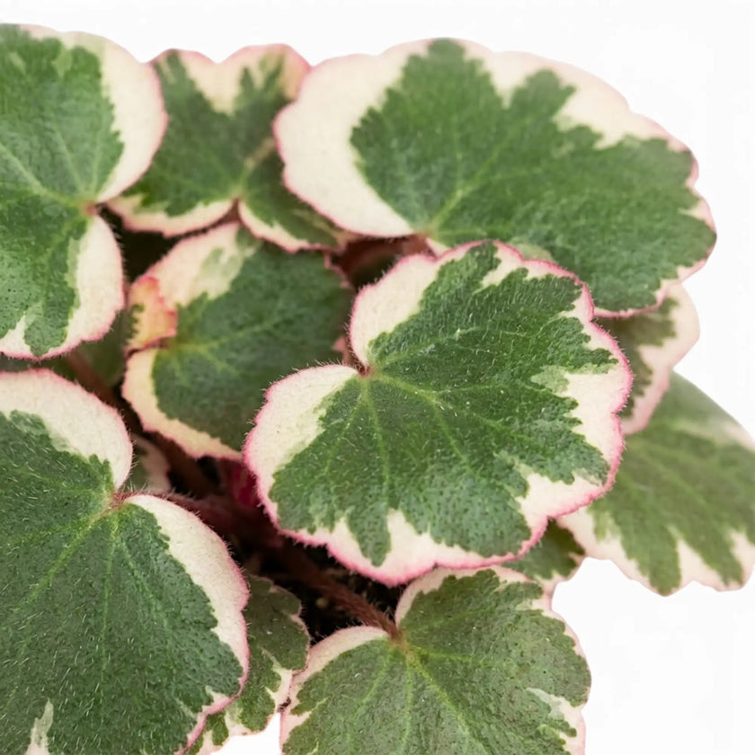 Detailaufnahme grüner Saxifraga-Blätter mit cremefarbenen und rosa Rändern