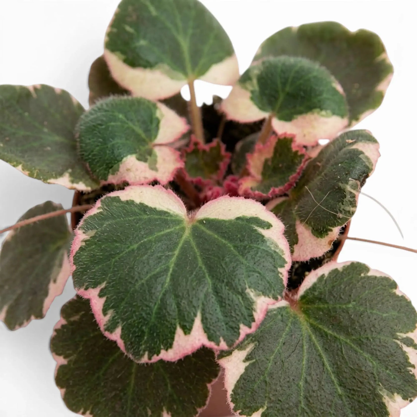 Close-up of Saxifraga stolonifera ‘Variegata’ leaves with pink margins
