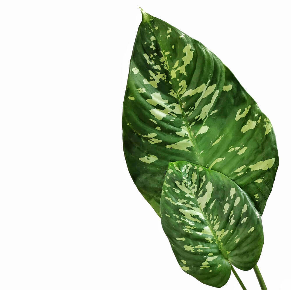 Schismatoglottis calyptrata – Blattdetail vor weißem Hintergrund..