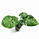 Schismatoglottis calyptrata potted plant in nursery pot on white background.