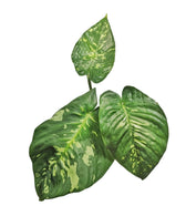 Schismatoglottis calyptrata potted plant in nursery pot on white background.