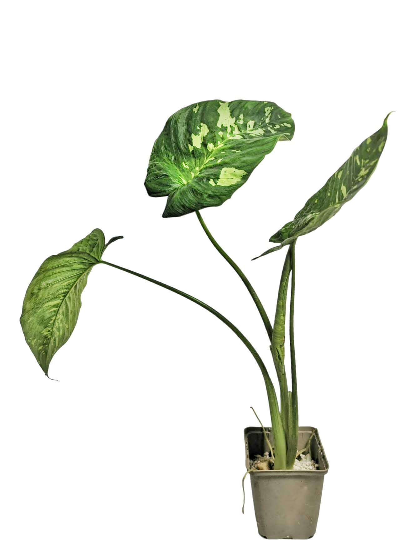 Schismatoglottis calyptrata potted plant in nursery pot on white background.