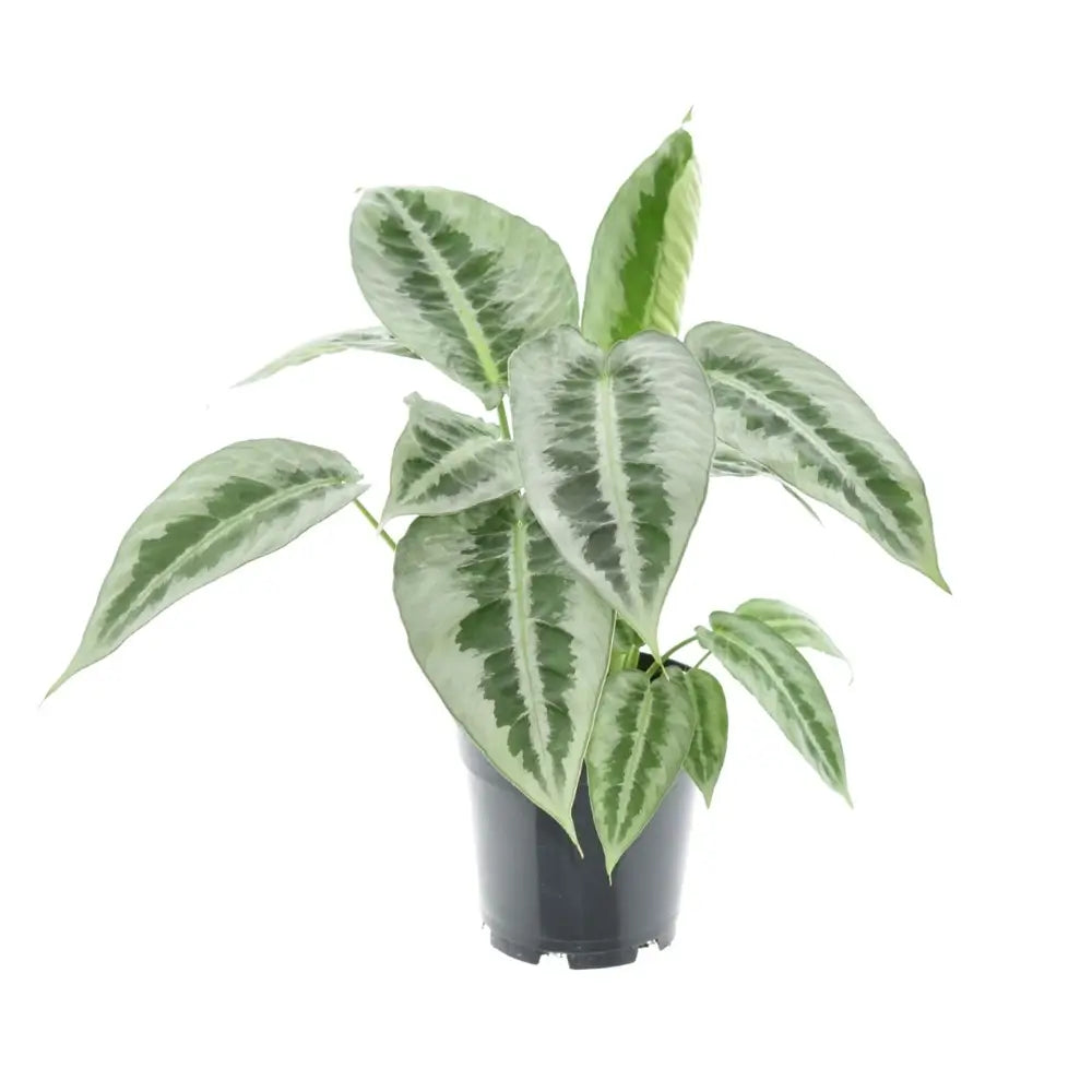 Schismatoglottis hainanensis Zimmerpflanze im Anzuchttopf vor weißem Hintergrund, Produktfoto 2.