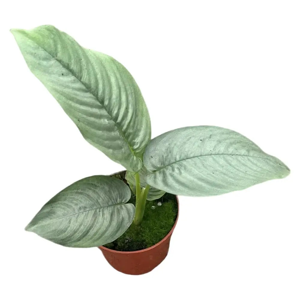 Schismatoglottis hendrikii potted plant in nursery pot on white background.