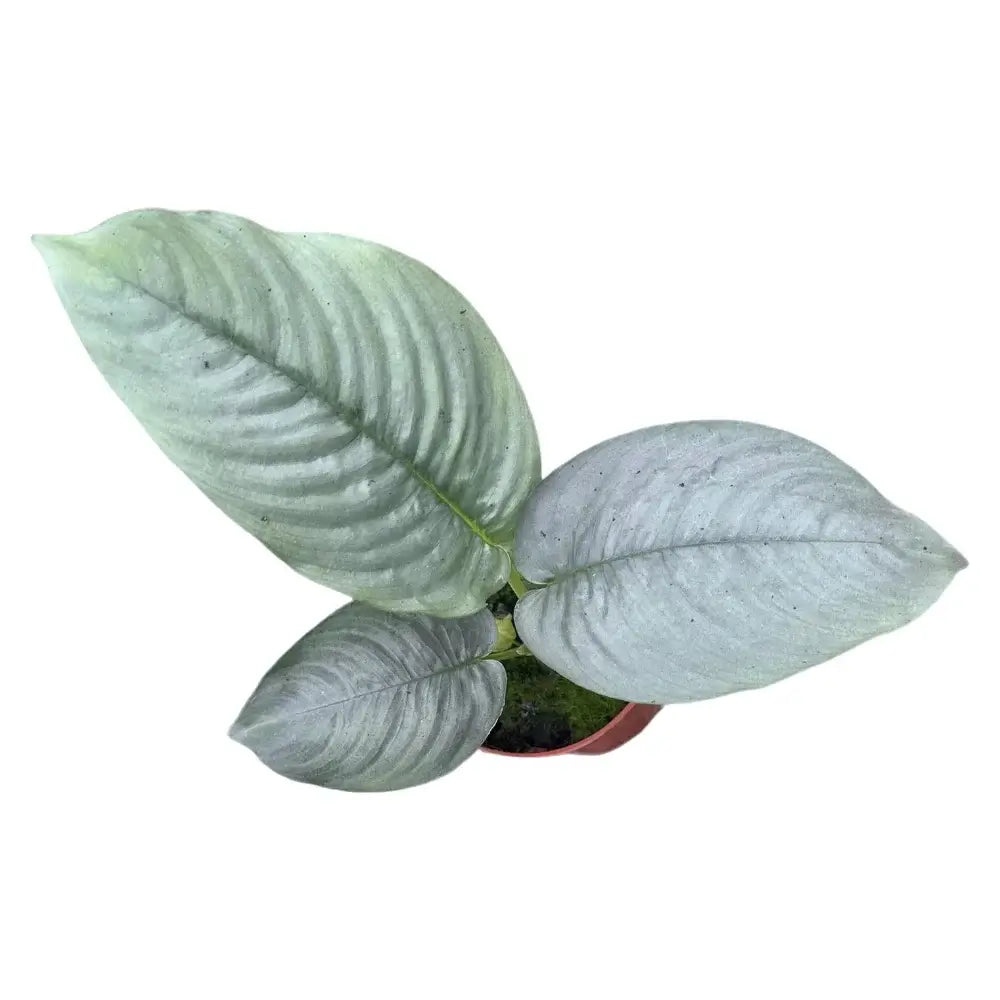Schismatoglottis hendrikii potted plant in nursery pot on white background.