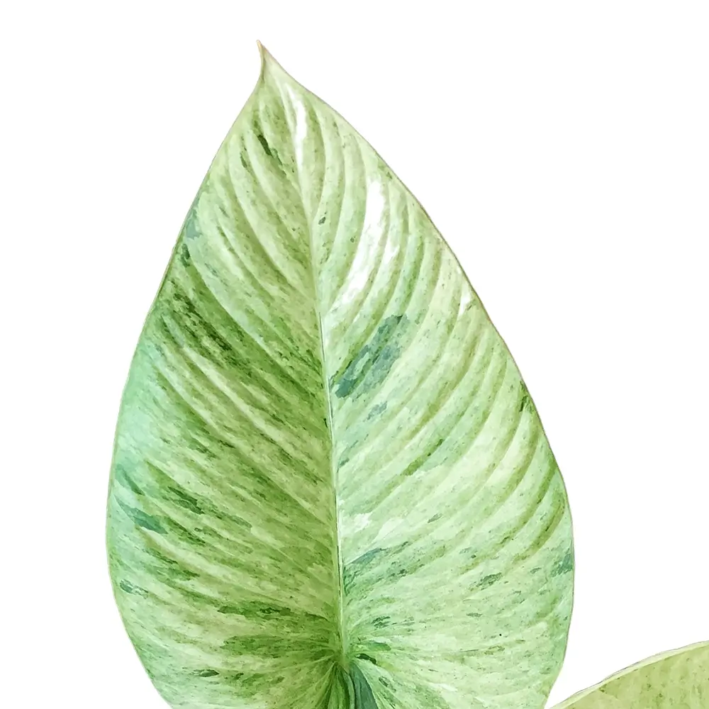 Schismatoglottis longispatha variegata – Blattdetail vor weißem Hintergrund..