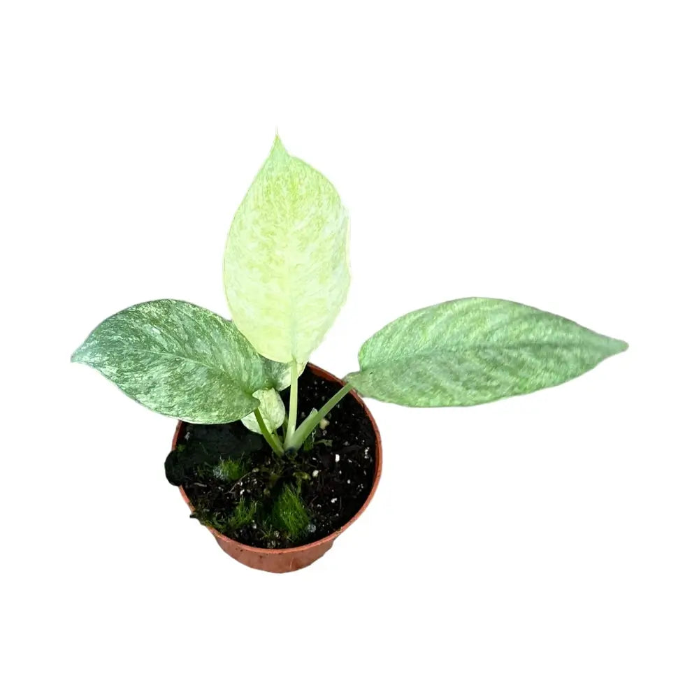 Schismatoglottis longispatha variegata Zimmerpflanze im Anzuchttopf vor weißem Hintergrund, Produktfoto 2.