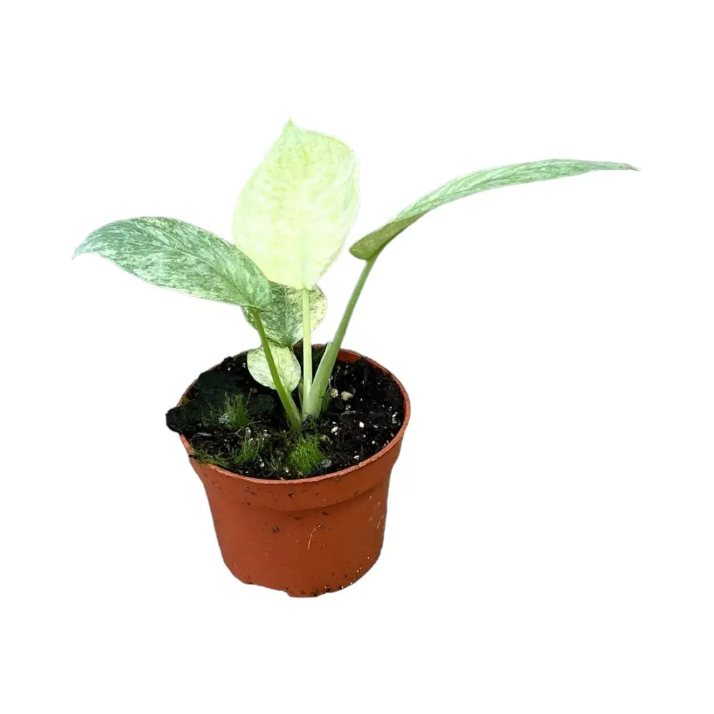 Schismatoglottis longispatha variegata potted plant in nursery pot on white background.