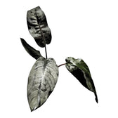 Schismatoglottis metallica Zimmerpflanze im Anzuchttopf vor weißem Hintergrund, Produktfoto 3.