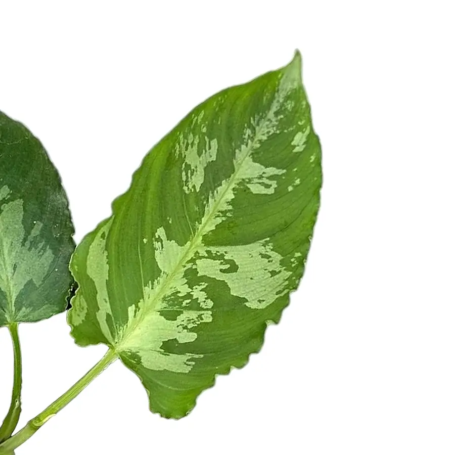 Schismatoglottis pusilla – Blattdetail vor weißem Hintergrund..