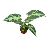 Schismatoglottis pusilla – Zimmerpflanze im Kulturtopf auf weißem Hintergrund, Produktfoto 2.