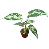 Schismatoglottis pusilla – Zimmerpflanze im Kulturtopf auf weißem Hintergrund, Produktfoto 3.
