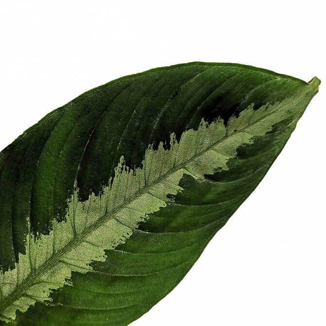 Schismatoglottis sp – Blattdetail vor weißem Hintergrund..