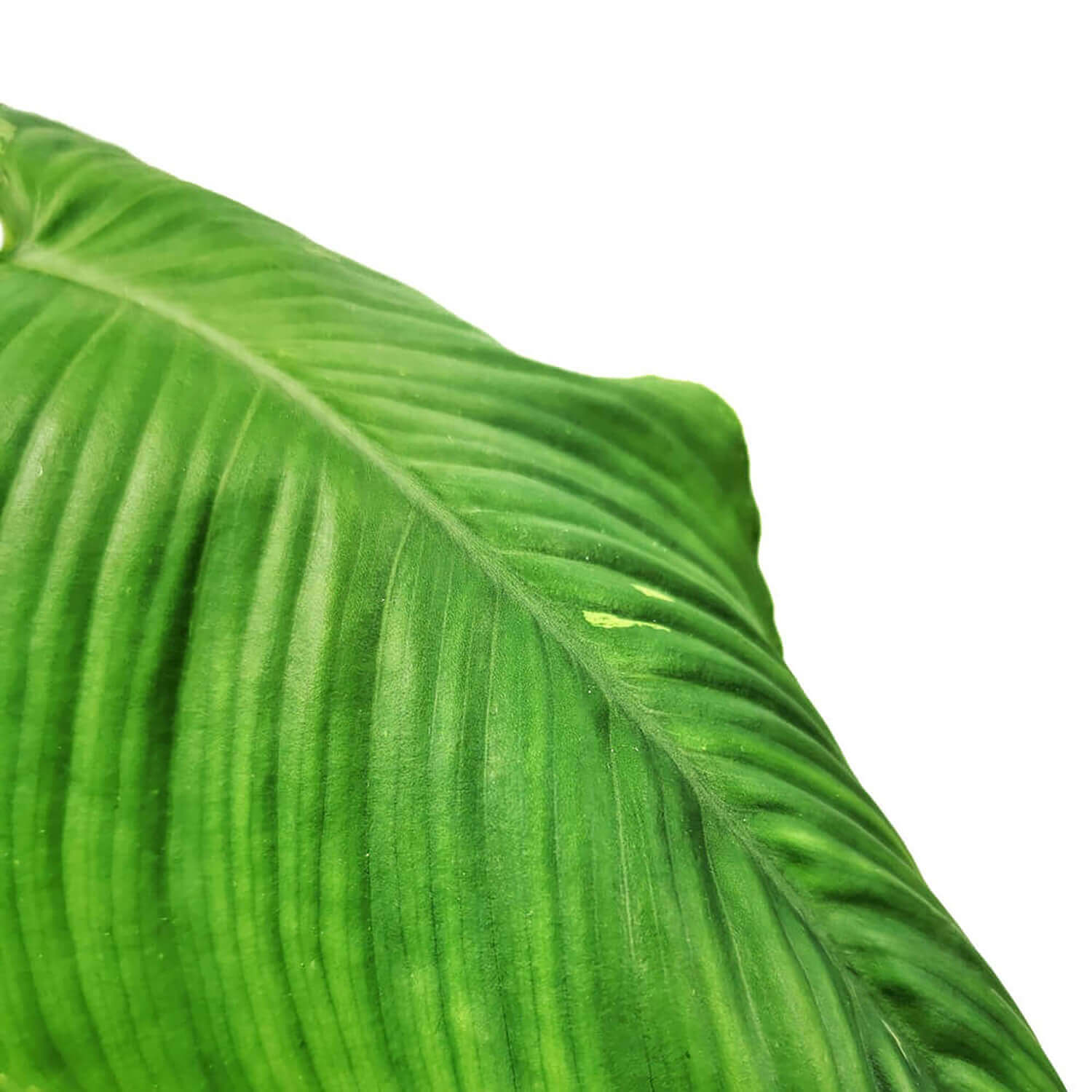 Schismatoglottis sp – Blattdetail vor weißem Hintergrund..