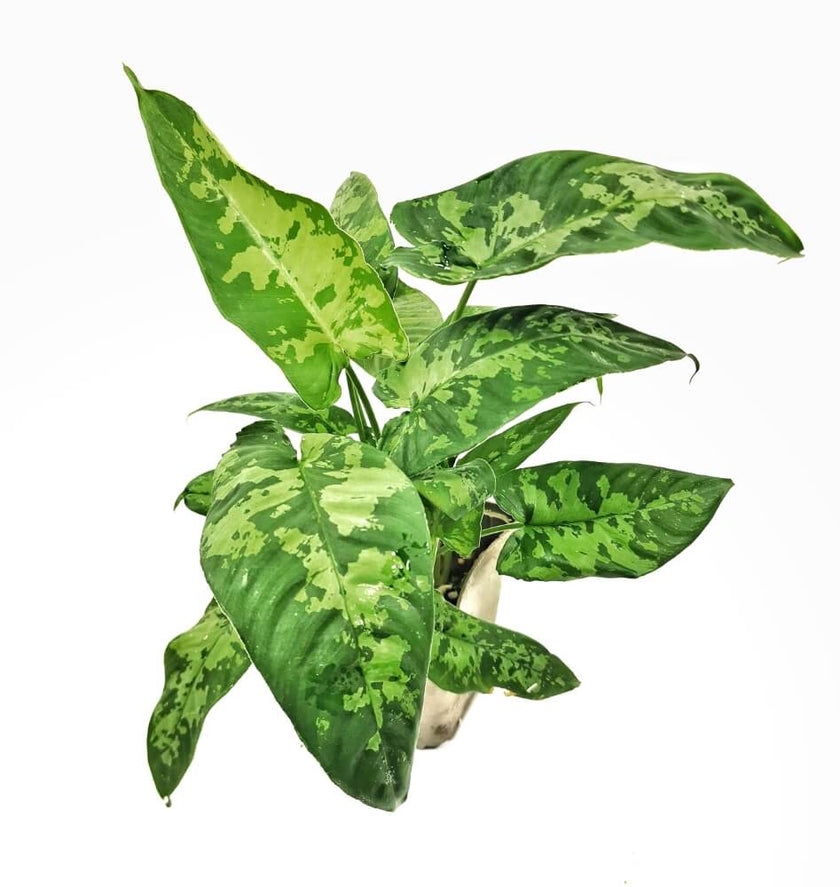 Schismatoglottis sp potted plant in nursery pot on white background.