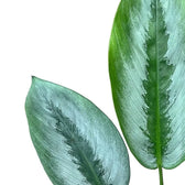 Schismatoglottis sp. Borneo 'Silver' – Blattdetail vor weißem Hintergrund..