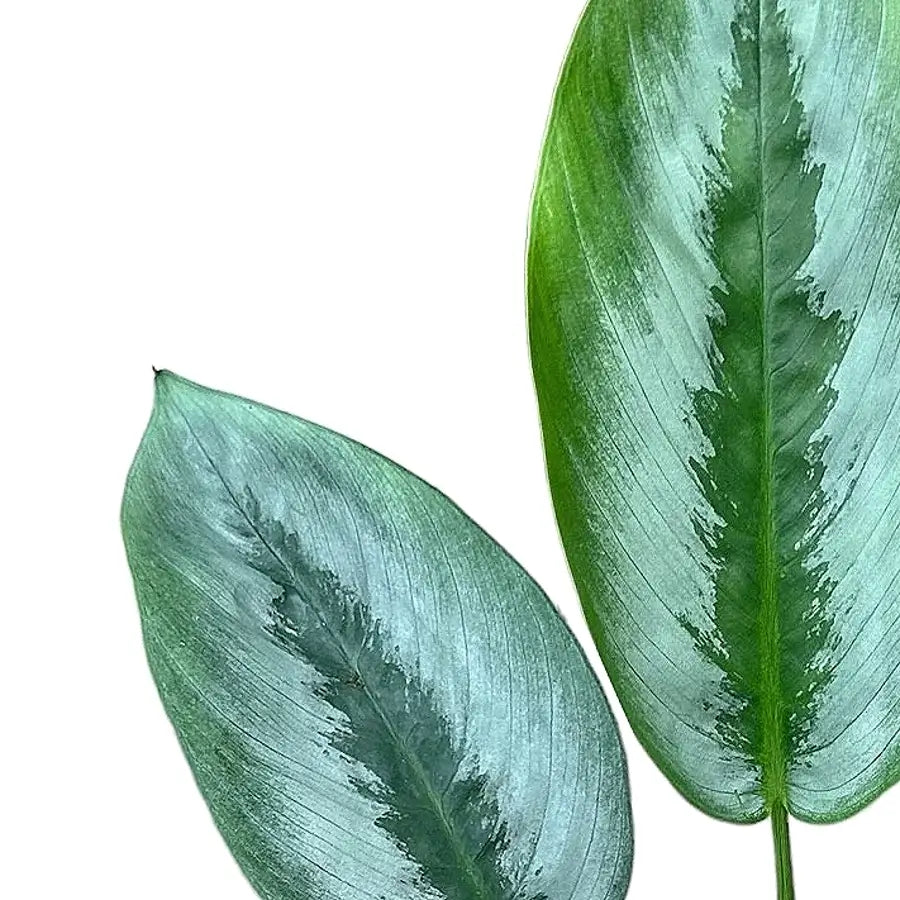 Schismatoglottis sp. Borneo 'Silver' – Blattdetail vor weißem Hintergrund..