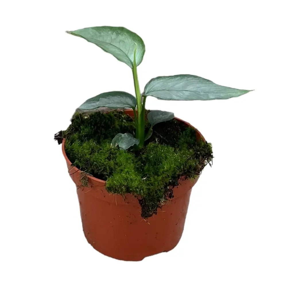 Schismatoglottis sp. 'Silver' Zimmerpflanze im Anzuchttopf vor weißem Hintergrund, Produktfoto 3.