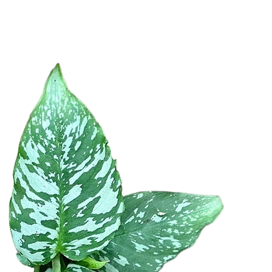 Schismatoglottis sp. Thailund – Blattdetail vor weißem Hintergrund..