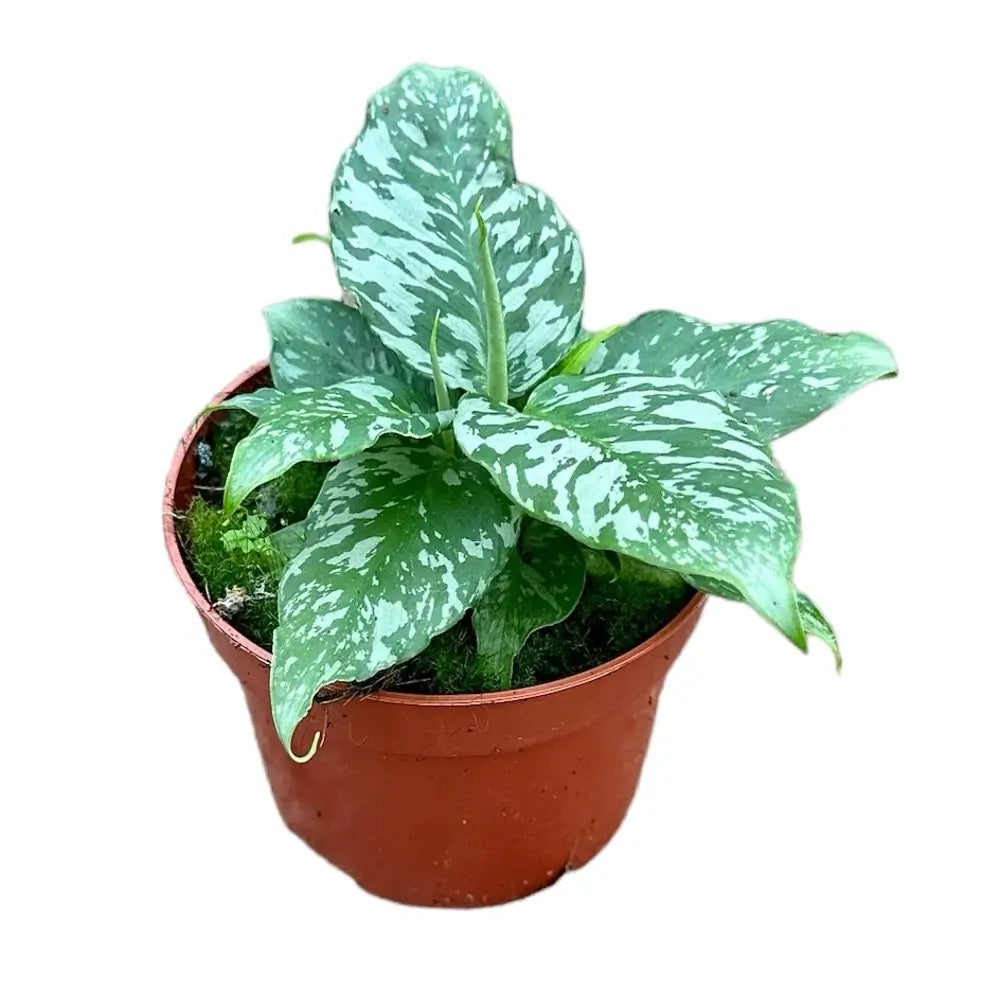 Schismatoglottis sp. Thailand potted plant in nursery pot on white background.